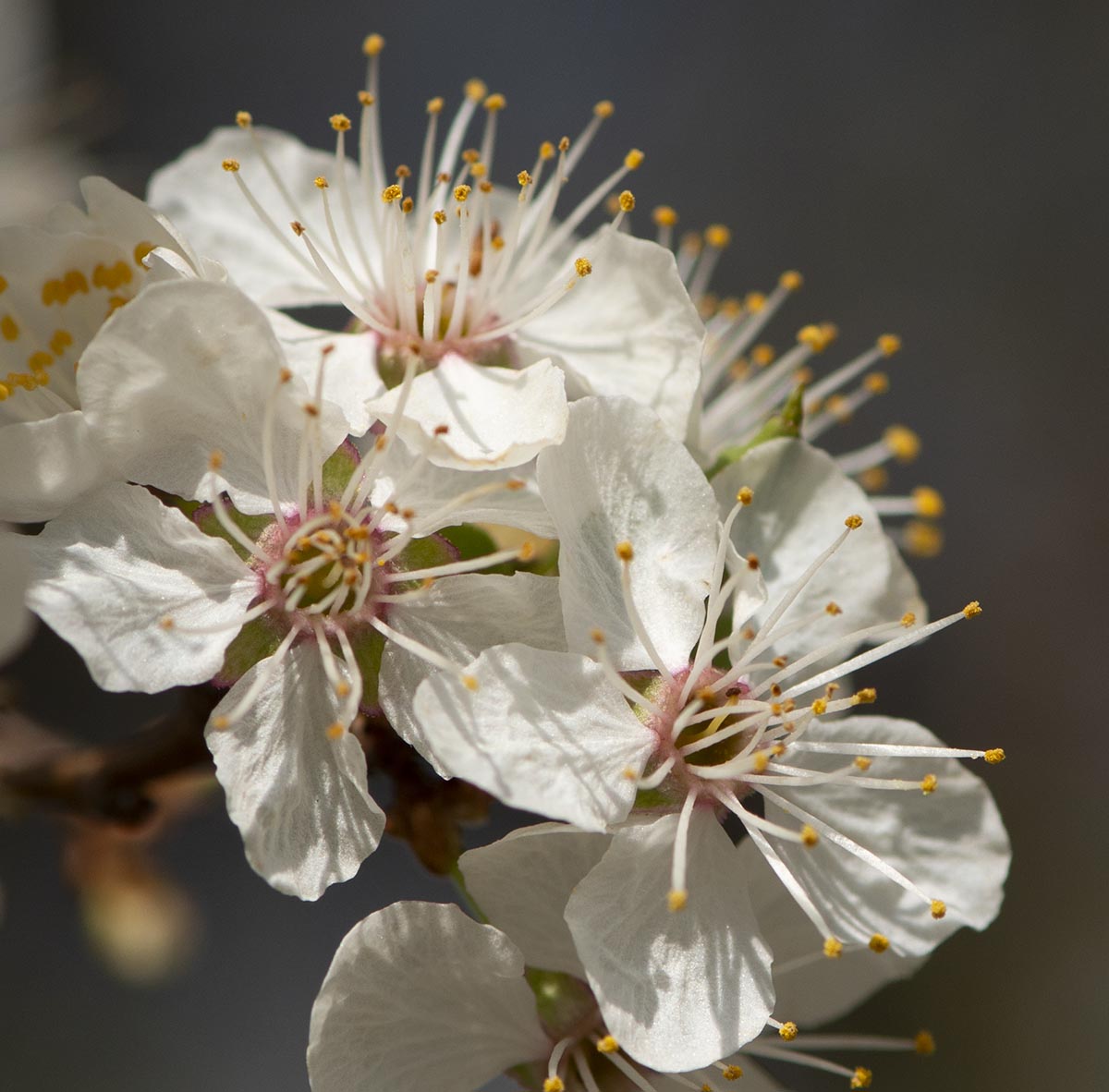 Blüten nah
